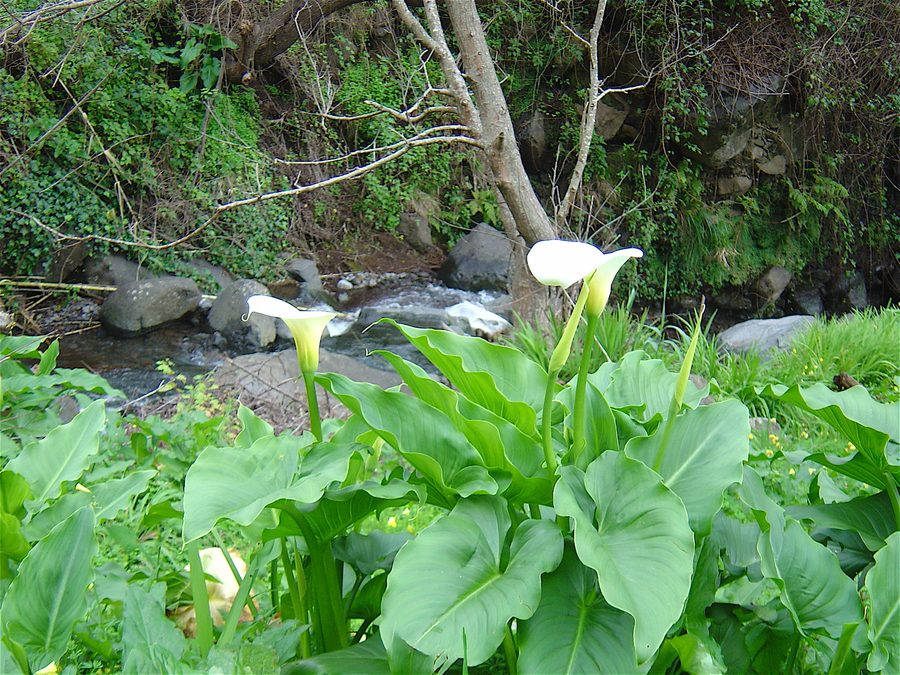 Weiße Callas entlang der Levada Nova da Tabua auf Madeira