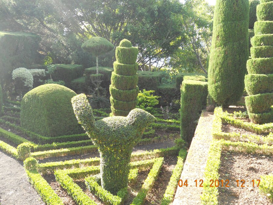 Geometrische Formschnitthecken und ein Vogel im Garten in Funchal