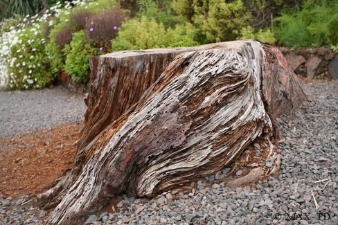 Baumstumpf im Botanischen Garten, Madeira