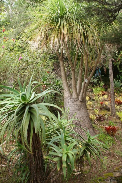 Flaschenbaum im Botanischen Garten, Madeira