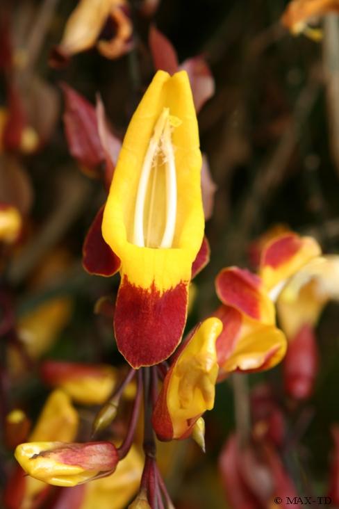 Orchidee, Botanischen Garten, Madeira