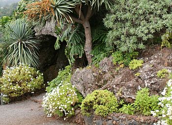Bilder aus dem Boitanischen Garten, Madeira