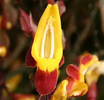 Orchidee im Botanischen Garten Madeira, Funchal